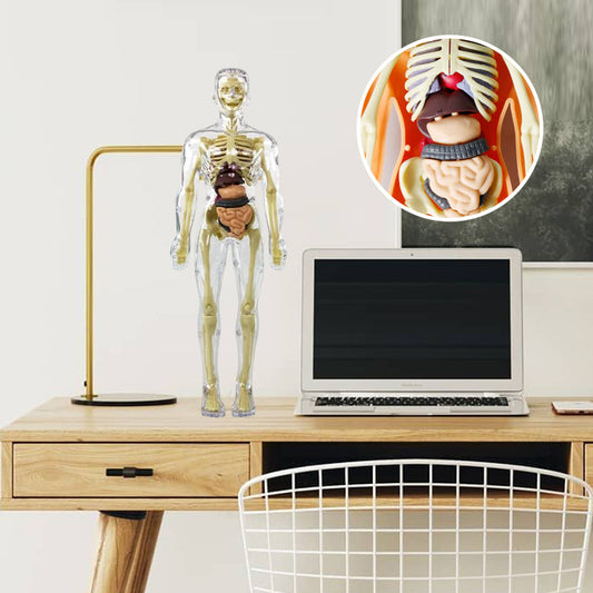3D människokropps torso modell för barn anatomi modell skelett